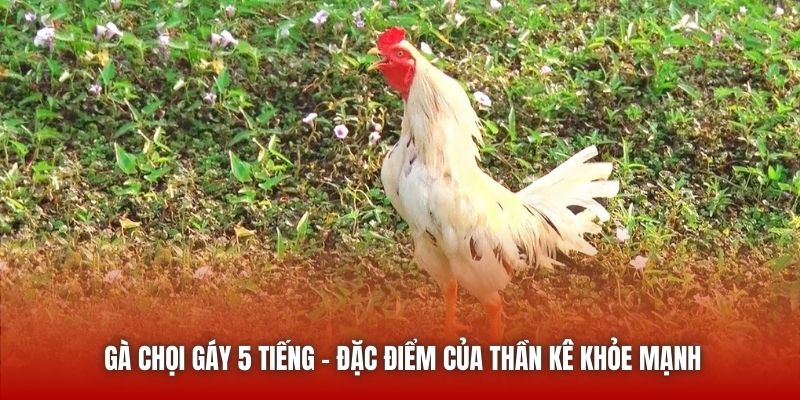 Gà Chọi Gáy 5 Tiếng - Đặc Điểm Của Thần Kê Khỏe Mạnh